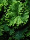 Fresh green kale leaves being rinsed and ready to be eaten or be made a detox juice