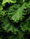 Fresh green kale leaves being rinsed and ready to be eaten or be made a detox juice