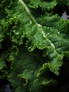 Fresh green kale leaves being rinsed and ready to be eaten or be made a detox juice