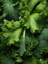 Fresh green kale leaves being rinsed and ready to be eaten or be made a detox juice