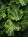 Fresh green kale leaves being rinsed and ready to be eaten or be made a detox juice