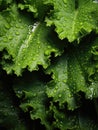 Fresh green kale leaves being rinsed and ready to be eaten or be made a detox juice