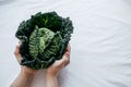 Fresh Green Kale most useful vegetables in woman hands on white Royalty Free Stock Photo