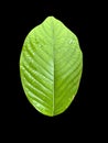Green kratom leaf on black background Royalty Free Stock Photo