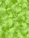 Green kratom leaf pattern background Royalty Free Stock Photo