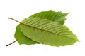 Fresh green Kratom leaves