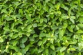 Fresh Green laurel hedge leaves