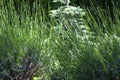 Fresh green lavander flower in the garden , newborn spring petal