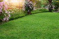 A fresh green lawn in the park, Pink Dendrobium hybrid orchid climbing on the trees and white Hollyhock field on the left under Royalty Free Stock Photo