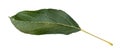 Fresh green leaf of apple tree cut out on white Royalty Free Stock Photo