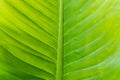 Fresh green leaf as background