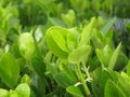 Fresh green leaf background. Fresh bush leaves in he garden closeup. Gardening concept. Royalty Free Stock Photo