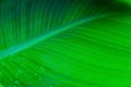Fresh green leaf backlit by the sun. The leaf has a beautiful expressive structure Royalty Free Stock Photo