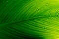 Fresh green leaf backlit by the sun. The leaf has a beautiful expressive structure.Raindrops on a green leaf Royalty Free Stock Photo