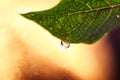 Fresh green leaf with big macro drop and bokeh background Royalty Free Stock Photo