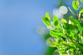 Fresh green leaf and blue sky