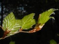 Fresh green leaf of a beech tree in spring Royalty Free Stock Photo