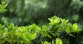 Nature fresh green leaf branch under havy rain in rainy season