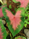 Fresh green leaf of caladium plant in garden. Exotic tropical leaf with bright pink striped