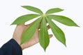 Fresh green leaf of cassava tree in hand Royalty Free Stock Photo