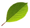 Fresh green leaf of cherry, isolated on a white background Royalty Free Stock Photo