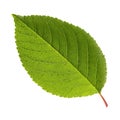 Fresh green leaf of cherry, isolated on a white background Royalty Free Stock Photo