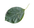 fresh green leaf of cherry tree isolated on white Royalty Free Stock Photo