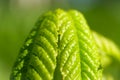 Fresh green leaf of a chestnut tree Royalty Free Stock Photo