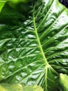 A fresh leaf of Colocasia gigantea