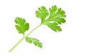 fresh green leaf coriander isolate on white background Royalty Free Stock Photo