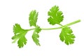 fresh green leaf coriander isolate on white background Royalty Free Stock Photo