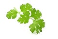 fresh green leaf coriander isolate on white background Royalty Free Stock Photo