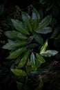 Fresh green leaf of Costus, spiral growing