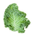 Fresh green leaf of curly-leaf kale isolated Royalty Free Stock Photo