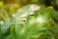 Fresh green leaf with dew drops of Bird`s nest fern under morning sunlight, is an epiphytic plant in Aspleniaceae family, called