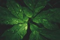 Fresh green leaf with dew drops after rain in dark tone nature Royalty Free Stock Photo