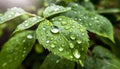Fresh green leaf with drops close up. Mockup for the presentation of organic products and cosmetics. Background with empty space Royalty Free Stock Photo