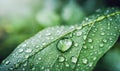 Fresh green leaf with drops close up. Mockup for the presentation of organic products and cosmetics. Background with empty space Royalty Free Stock Photo