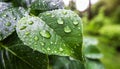 Fresh green leaf with drops close up. Mockup for the presentation of organic products and cosmetics. Background with empty space Royalty Free Stock Photo