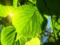 Fresh green leaf Royalty Free Stock Photo