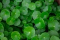 Fresh green leaf. Gotu kola. Centella Asiatica. Beautiful background of Centella asiatica, Herbs help to heal inflammation.