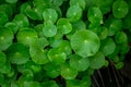 Fresh green leaf. Gotu kola. Centella Asiatica. Beautiful background of Centella asiatica, Herbs help to heal inflammation.