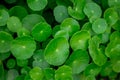 Fresh green leaf. Gotu kola. Centella Asiatica. Beautiful background of Centella asiatica, Herbs help to heal inflammation.