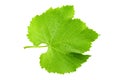 Fresh green leaf of grape isolated on white background Royalty Free Stock Photo