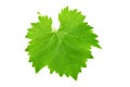 Fresh green leaf of grape isolated on white background Royalty Free Stock Photo