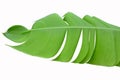 Fresh green leaf of Heliconia on white background Royalty Free Stock Photo