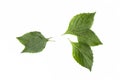 Fresh green leaf isolate on white background Royalty Free Stock Photo