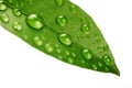 Fresh green leaf isolated Royalty Free Stock Photo