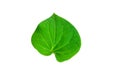 Fresh green leaf isolated closeup Royalty Free Stock Photo