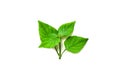 Fresh green leaf isolated closeup Royalty Free Stock Photo